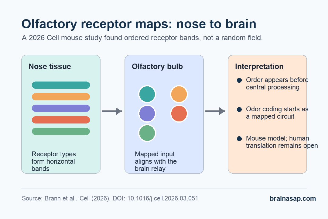 Simple matrix showing how olfactory receptor bands in the nose align with olfactory bulb maps in the brain.