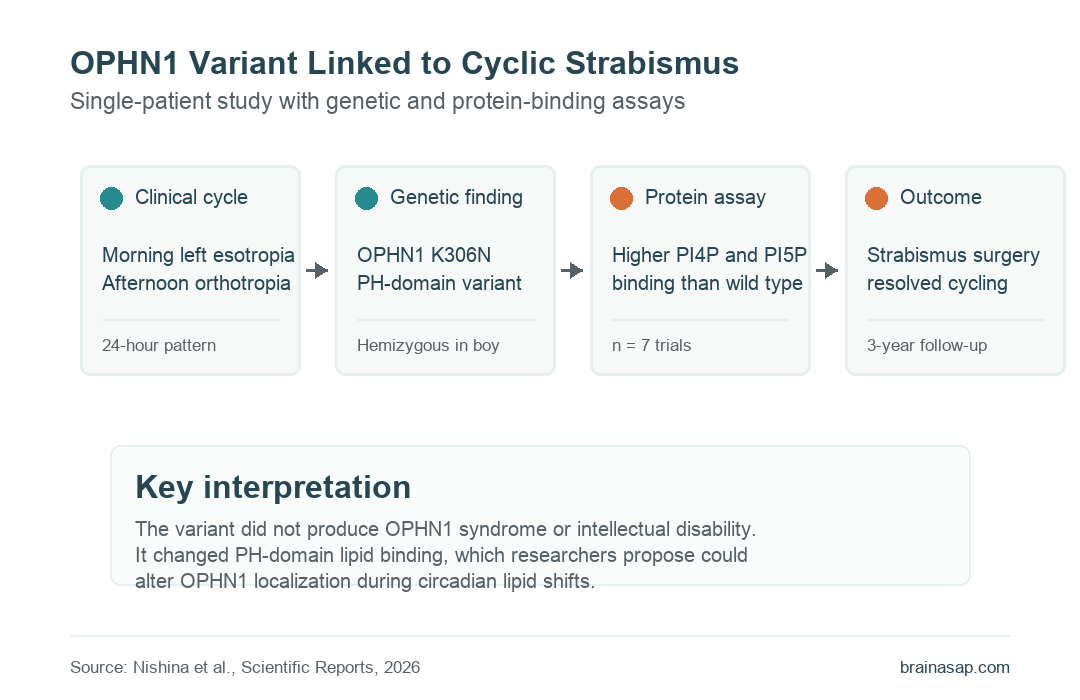 OPHN1 K306N cyclic strabismus visual showing clinical cycle, genetic finding, protein assay, and surgical outcome