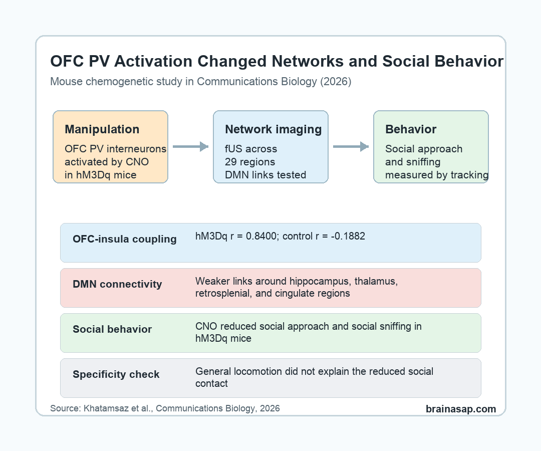 Orbitofrontal PV interneuron activation reduced default mode network connectivity and social behavior in mice