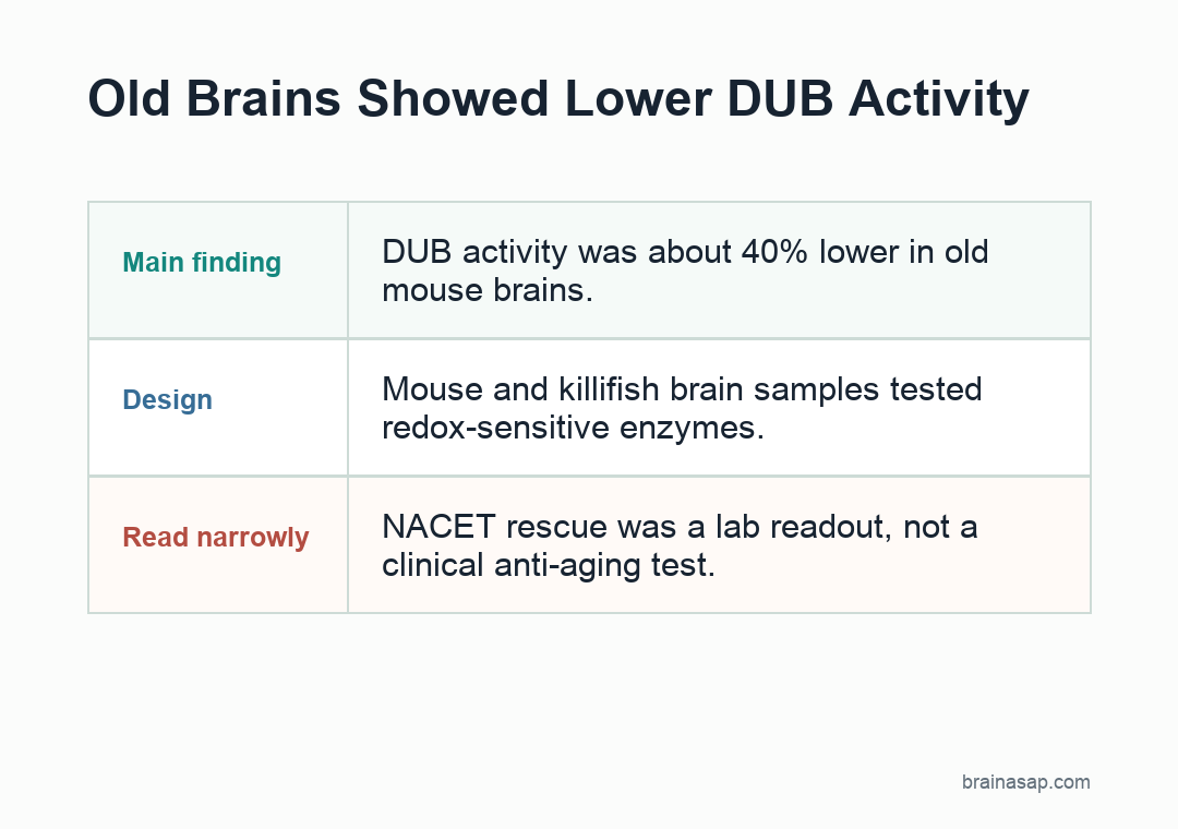Simple BrainASAP visual showing age-related DUB activity decline and NACET rescue in aged brains