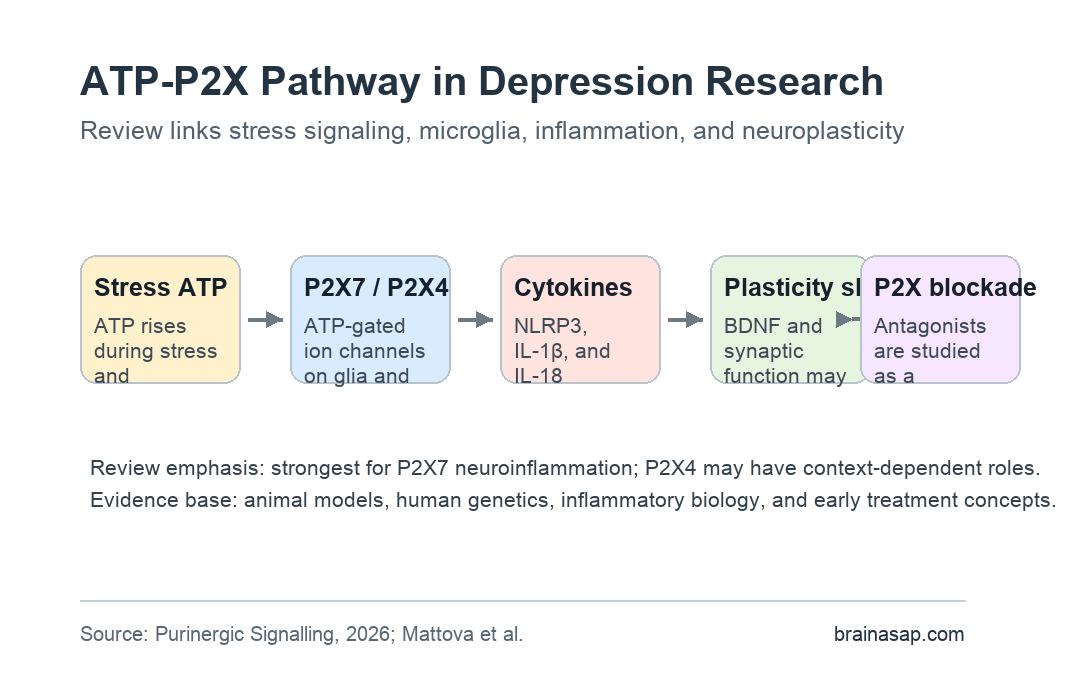 Pathway showing stress-related ATP signaling through P2X7 and P2X4 receptors to inflammation, neuroplasticity changes, and possible antagonist strategies.