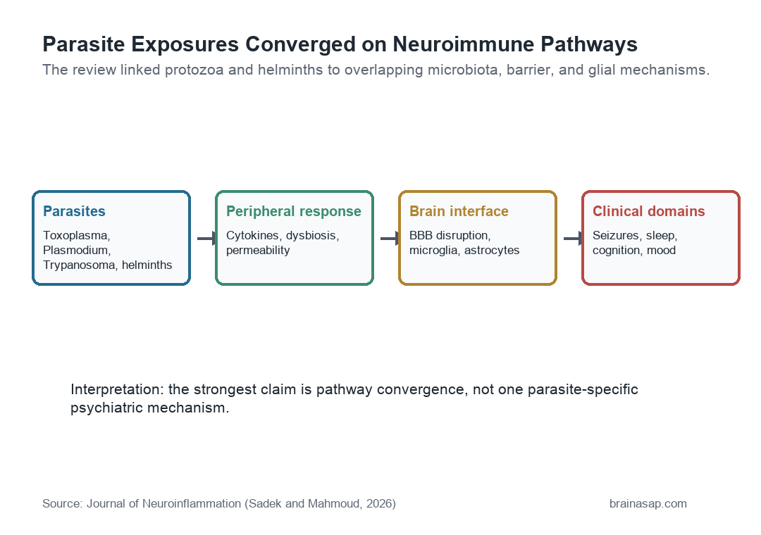 Pathway graphic linking parasite exposure to peripheral immune response, blood-brain barrier and glial changes, and clinical symptoms