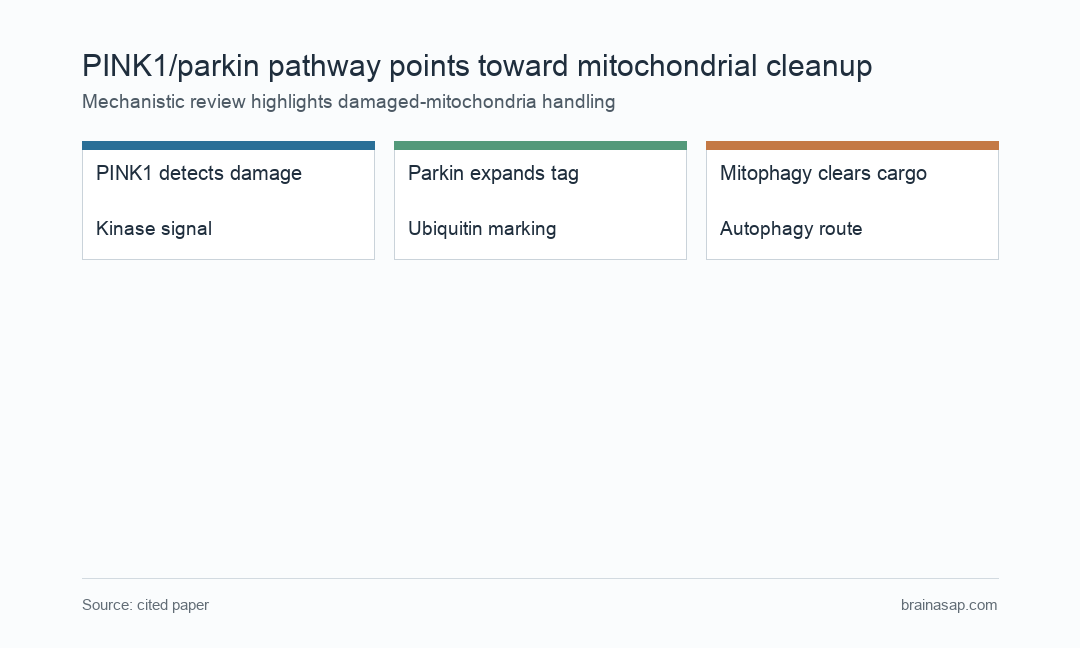 PINK1 and parkin help route damaged mitochondria into mitophagy in Parkinson disease biology.