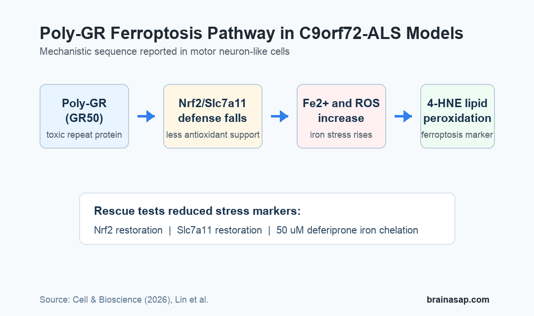 Poly-GR ferroptosis pathway in C9orf72 ALS motor neuron-like cells