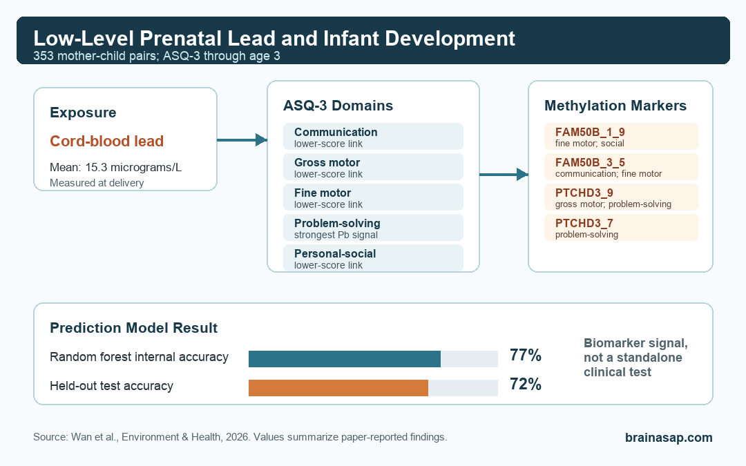 Simple BrainASAP comparison graphic showing lead exposure, ASQ-3 developmental domains, FAM50B/PTCHD3 methylation, and model performance