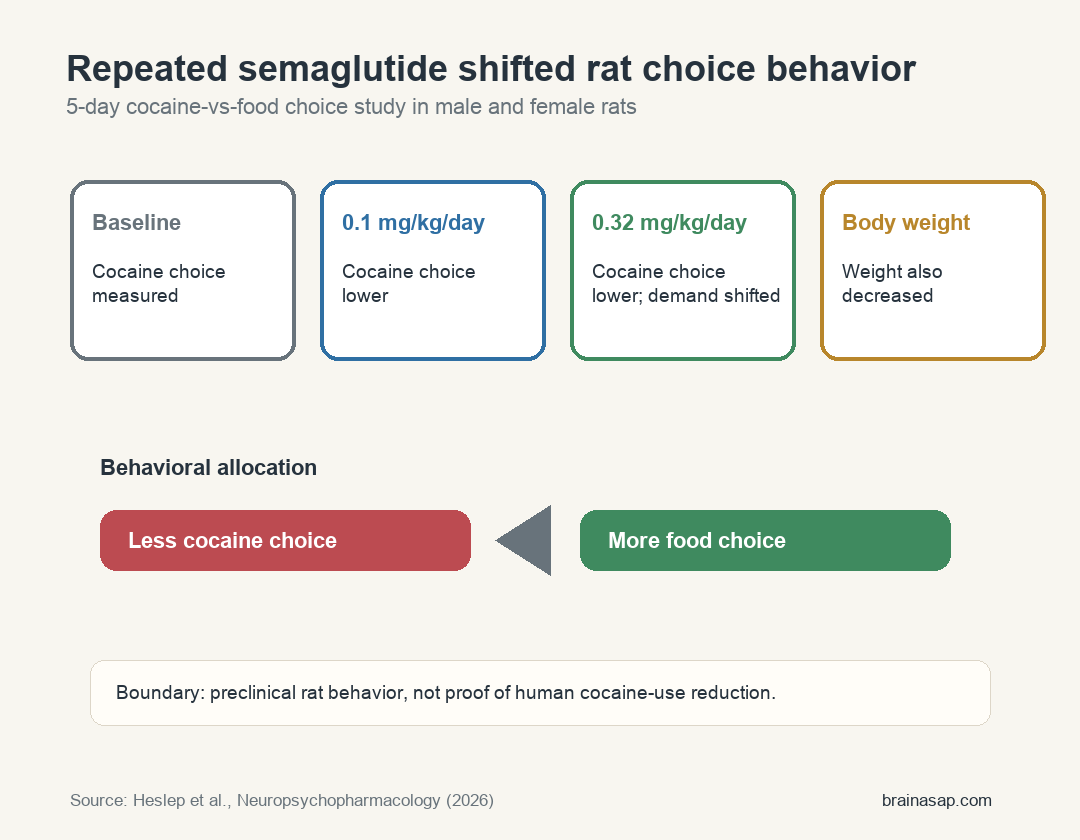 Semaglutide cocaine-vs-food choice rat study showing 5-day treatment, two doses, lower cocaine choice, and lower body weight