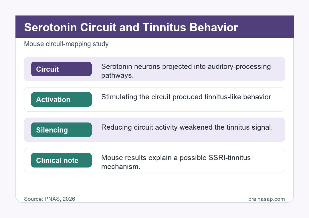 Diagram of the serotonergic neuron circuit running to the auditory region, with optogenetic activation producing tinnitus-like behavior and inactivation reducing it