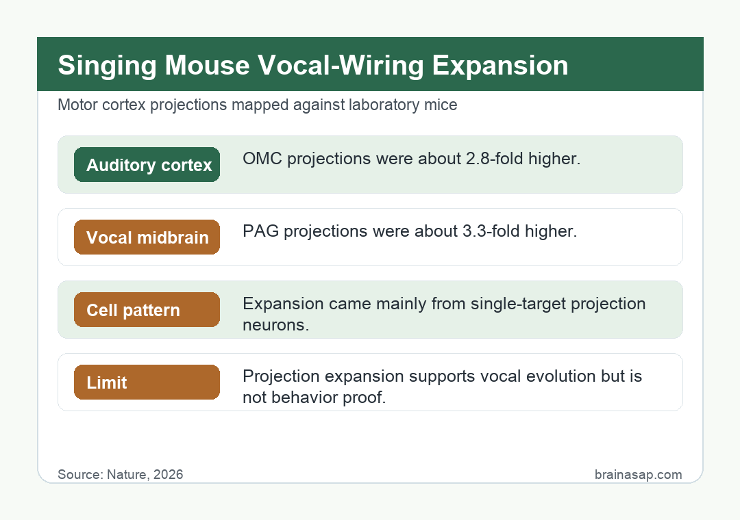 Bar chart comparing the proportion of orofacial motor cortex neurons projecting to the auditory cortex region (AudR) and the periaqueductal grey (PAG) in laboratory mice and singing mice. The singing mouse bars are taller in both regions.