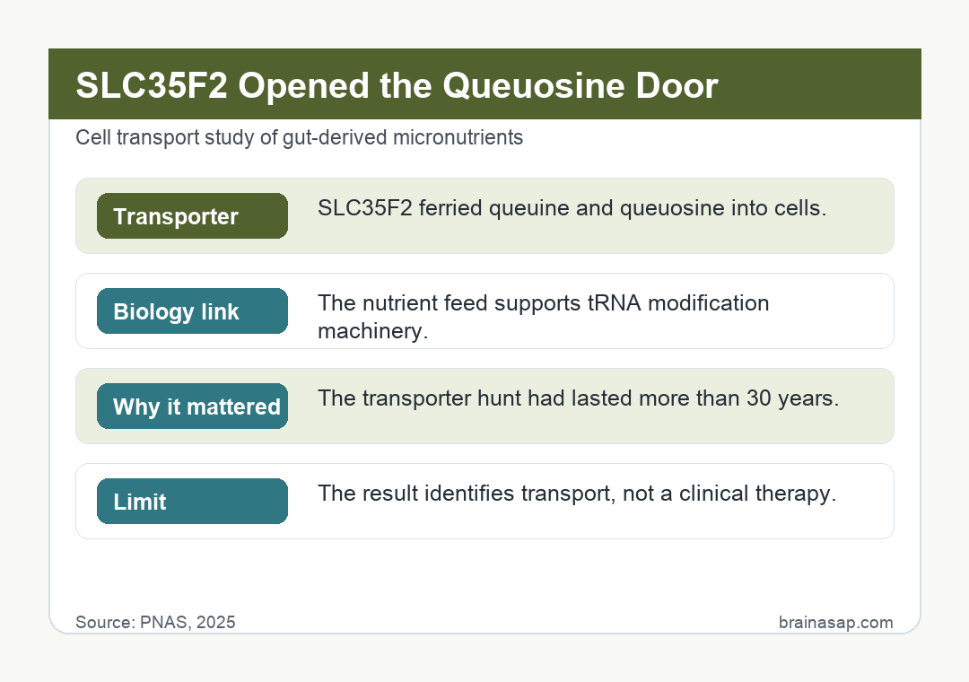 Brain ASAP visual summary for slc35f2 solved a gut micronutrient transport mystery