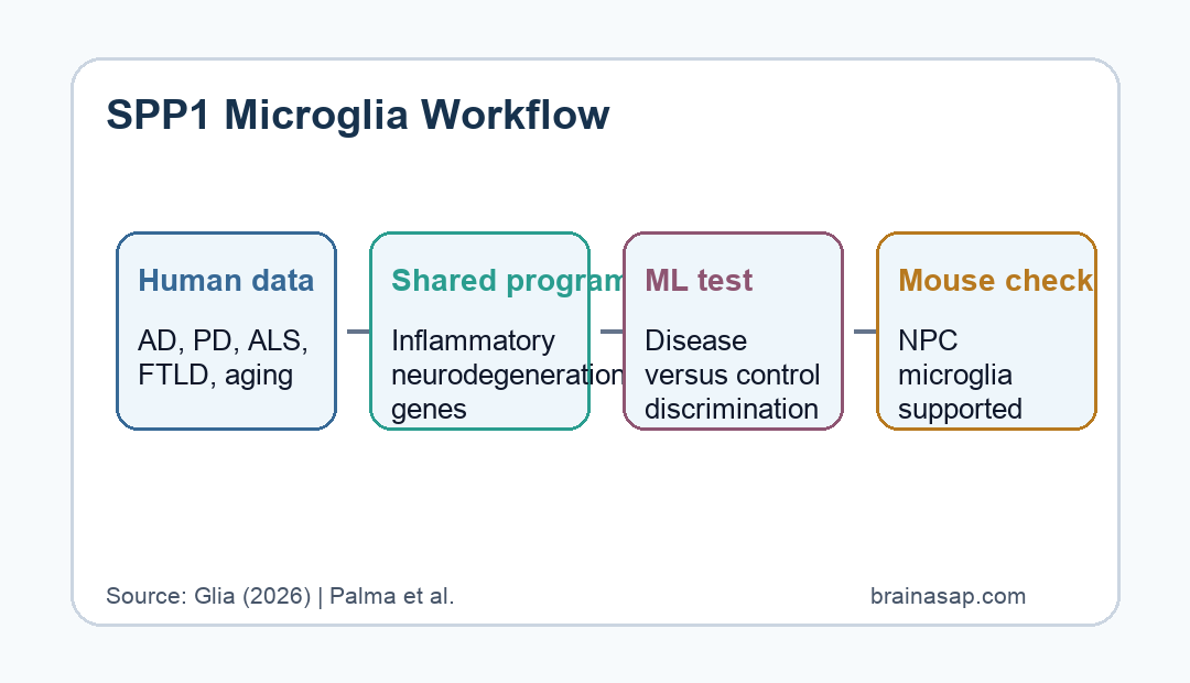Microglial transcription workflow connecting human neurodegeneration datasets, machine learning, and Spp1 mouse validation