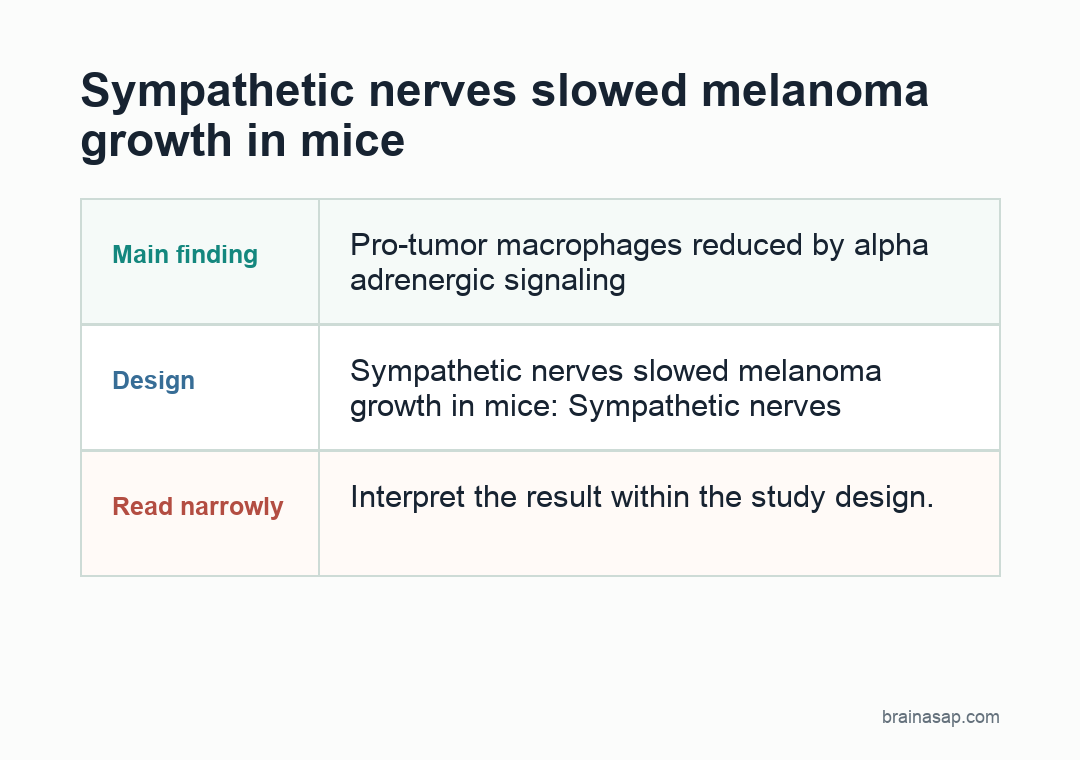 Diagram showing sympathetic nerves releasing norepinephrine, activating alpha adrenergic receptors on macrophages, and reducing pro-tumor macrophage numbers in mouse melanoma