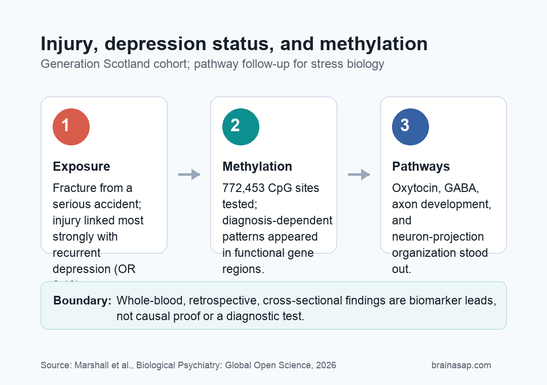 Simple BrainASAP visual summarizing traumatic injury, recurrent depression, DNA methylation, and oxytocin and synaptic pathway findings