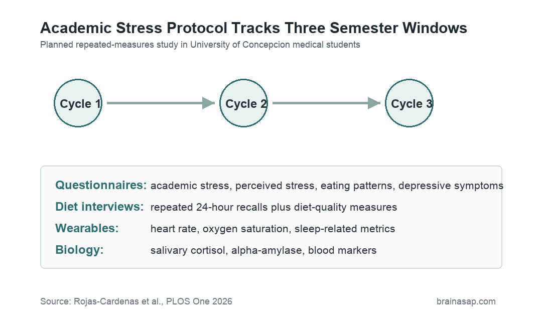 Timeline graphic showing three semester assessment cycles for an academic stress protocol with questionnaires, diet interviews, wearables, saliva, and blood markers