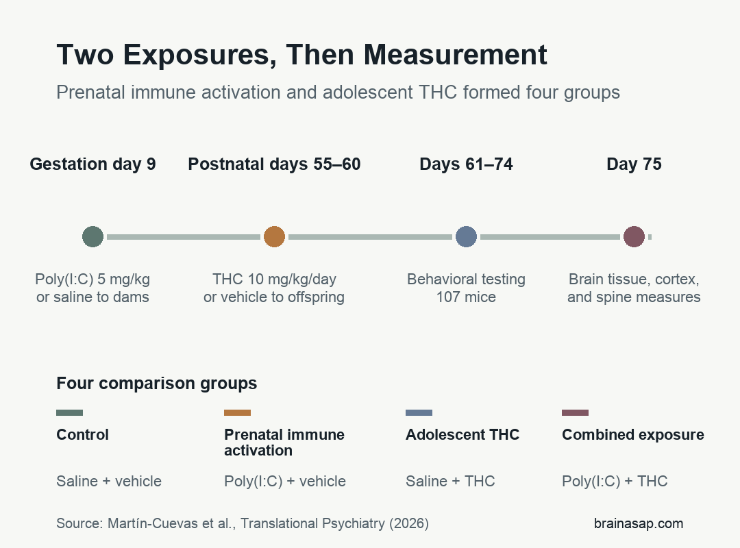 Timeline of the mouse experiment: maternal immune activation or saline on gestational day 9, THC or vehicle on postnatal days 55 to 60, behavioral testing on days 61 to 74, and brain-tissue measurements on day 75.