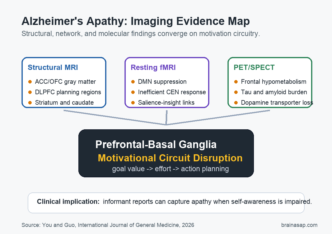 Apathy in Alzheimer's disease: imaging evidence across motivational circuits