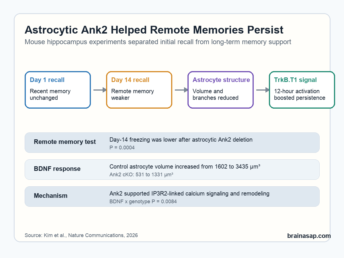 Simple comparison chart showing intact day-1 memory, reduced day-14 memory, smaller astrocytes after Ank2 deletion, and rescue-like TrkB.T1 activation findings