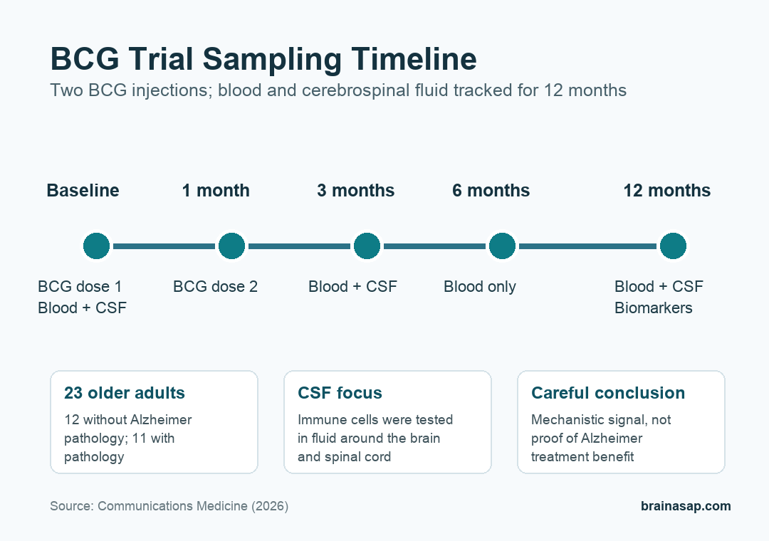 Simple timeline showing 2 BCG injections and blood and cerebrospinal fluid sampling across 12 months