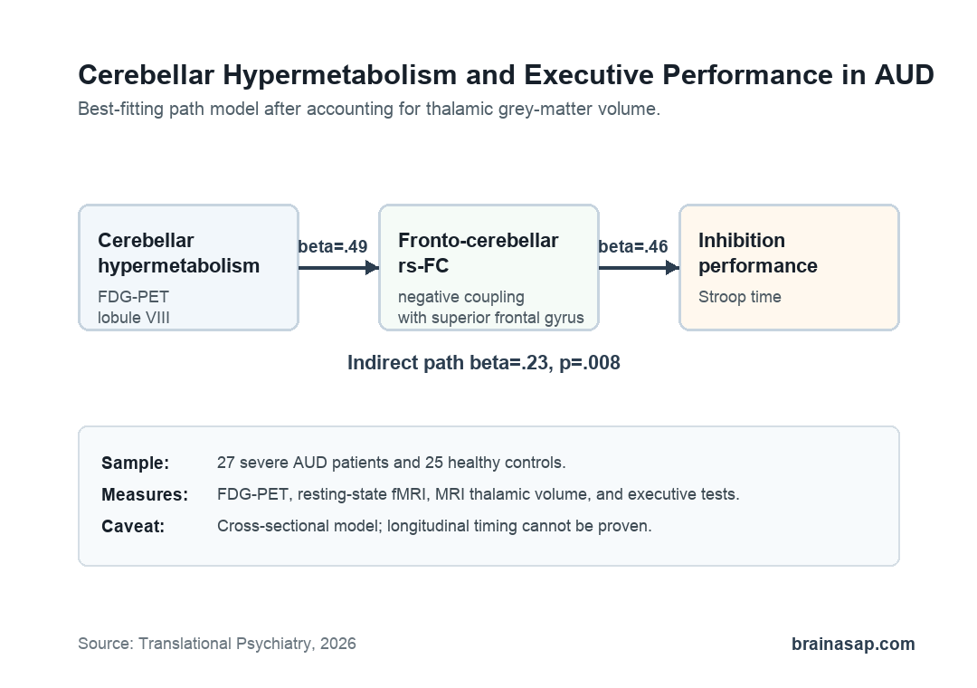 Pathway graphic showing cerebellar hypermetabolism linked to fronto-cerebellar resting-state connectivity and Stroop inhibition performance in alcohol use disorder