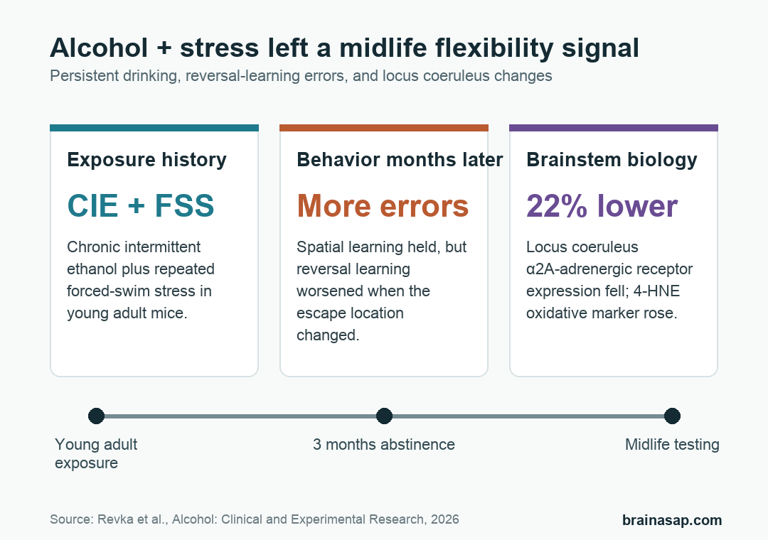 Simple BrainASAP graphic summarizing persistent drinking, reversal-learning impairment, and locus coeruleus changes after chronic alcohol and stress in mice