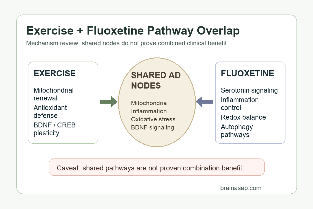 Simple mechanism map of exercise and fluoxetine overlap in Alzheimer's disease pathways