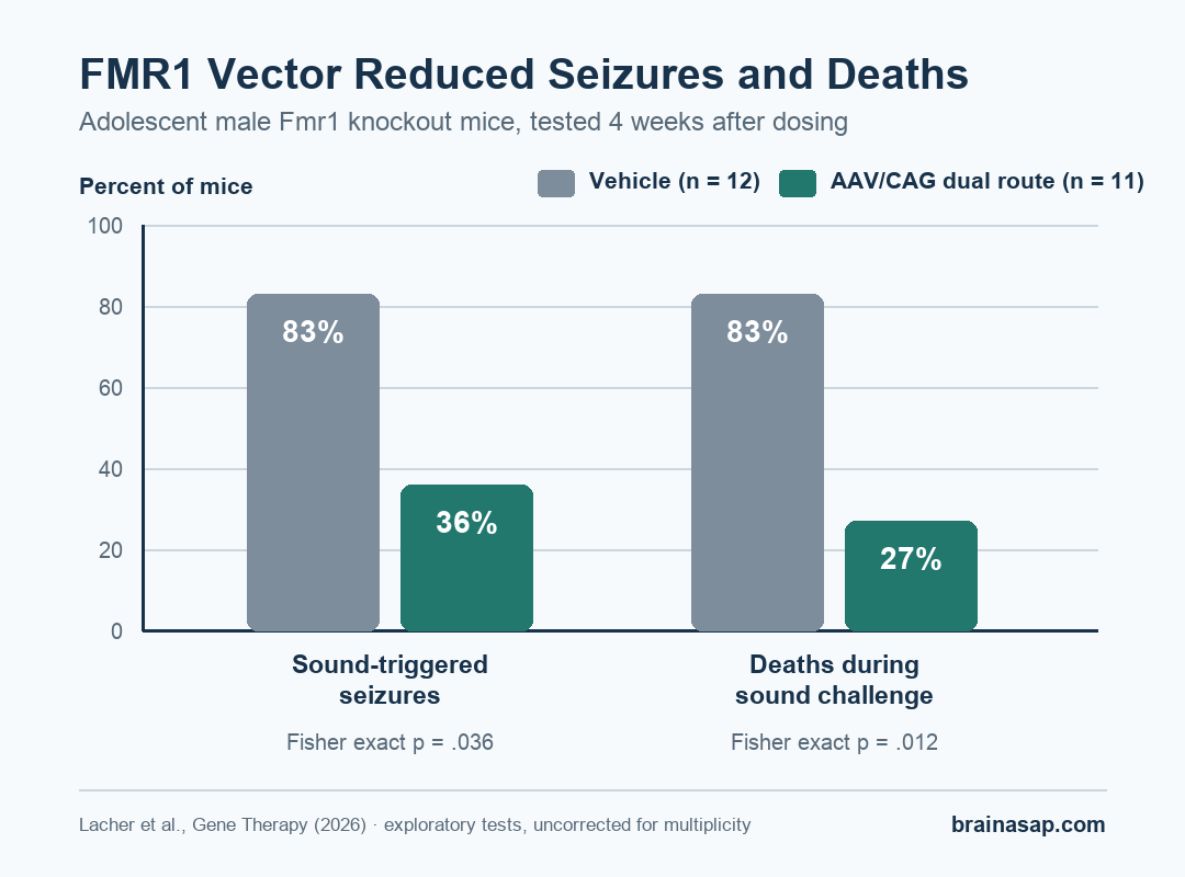 Grouped bar chart showing sound-triggered seizures in 83 percent of vehicle-treated adolescent Fmr1 knockout mice versus 36 percent after dual-route AAV/CAG FMR1 treatment, and deaths in 83 percent versus 27 percent.