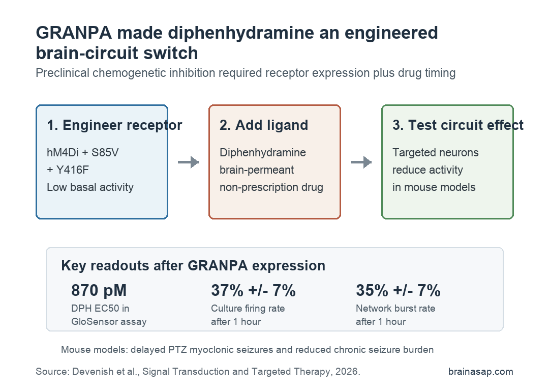 GRANPA diphenhydramine chemogenetic inhibition results across receptor engineering, neuronal culture, and seizure models.