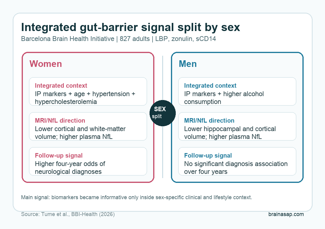 Sex-specific result graphic showing how intestinal-permeability markers related to MRI brain volume and neurofilament light in middle-aged women and men