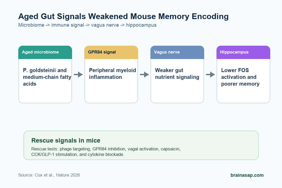 Pathway graphic showing aged gut microbiome signals driving GPR84 inflammation, weaker vagal signaling, reduced hippocampal activation, and memory decline in mice