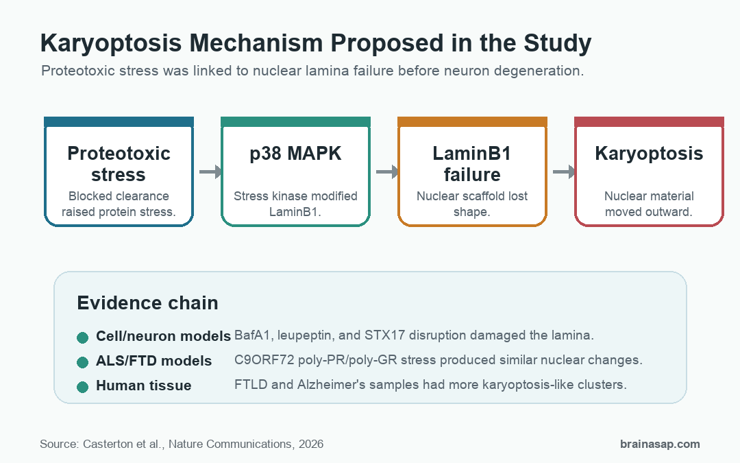 Mechanism diagram showing proteotoxic stress leading to p38 MAPK activation, LaminB1 phosphorylation, nuclear lamina breakdown, and neuron degeneration