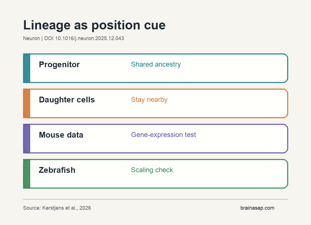 Diagram showing progenitor lineage producing nearby related cells that add positional information during brain development