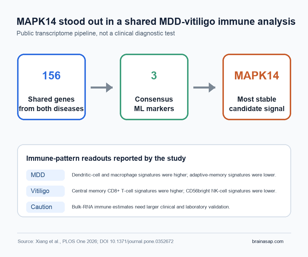 Diagram showing 156 shared genes narrowing to 3 machine-learning markers and MAPK14 as a cautious candidate signal in MDD and vitiligo