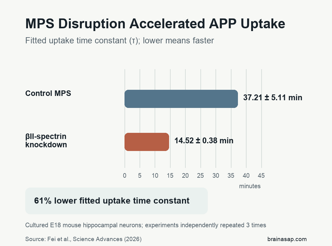 Horizontal bar chart showing a fitted APP uptake time constant of 37.21 minutes in control cultured mouse neurons and 14.52 minutes after beta-II-spectrin knockdown disrupted the membrane-associated periodic skeleton.