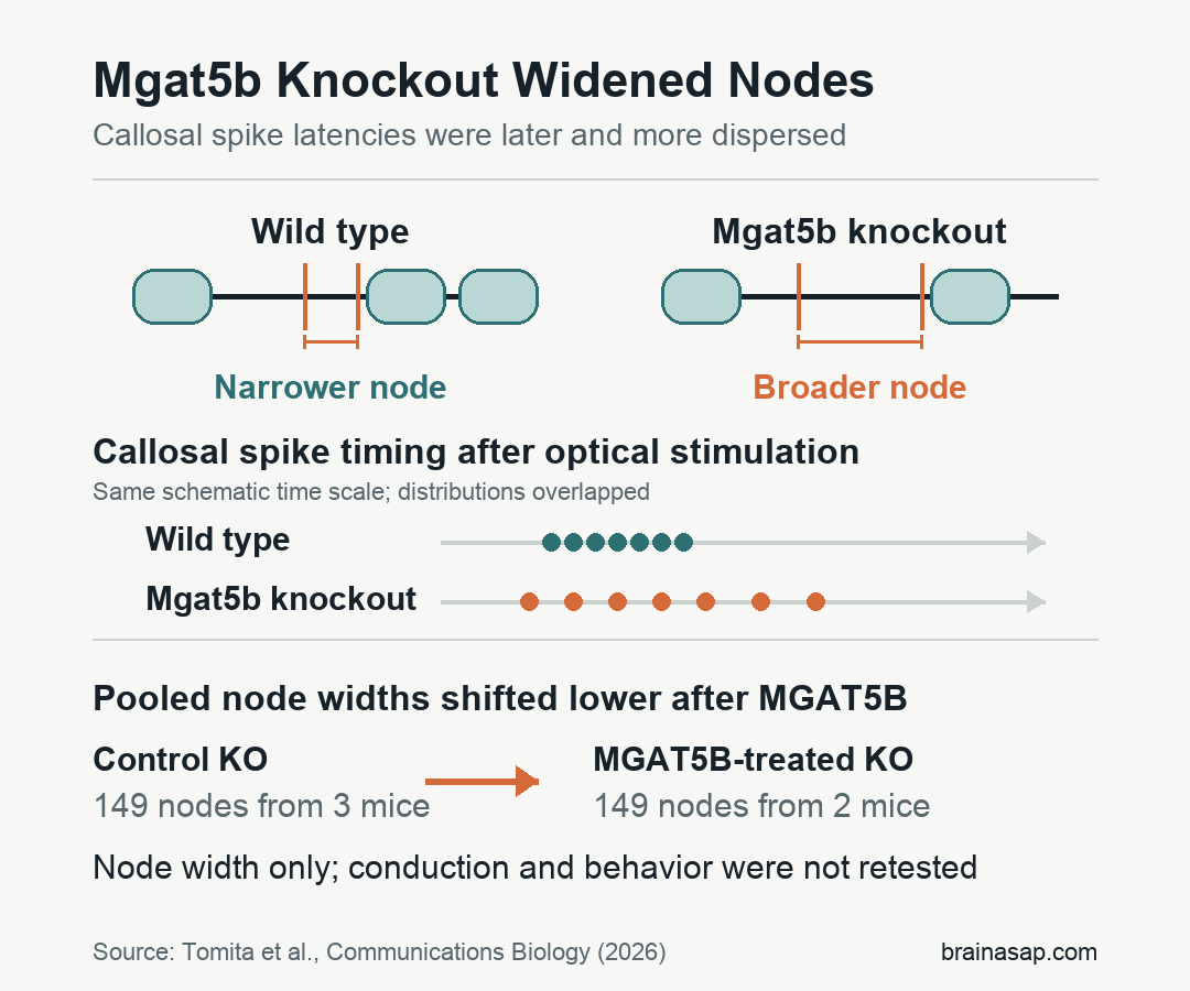 Study-specific schematic comparing narrower nodes and earlier clustered callosal spike timing in wild-type mice with broader nodes and later dispersed timing in Mgat5b knockout mice, plus the limited structural rescue.