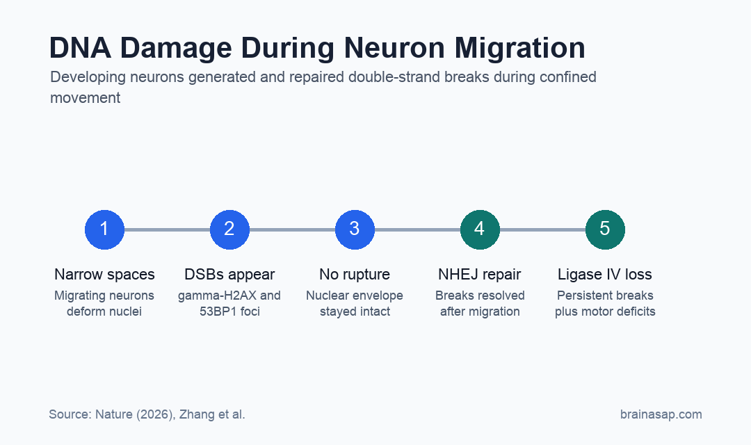 Timeline showing neuron migration, DNA breaks, repair, and later risk when repair fails.