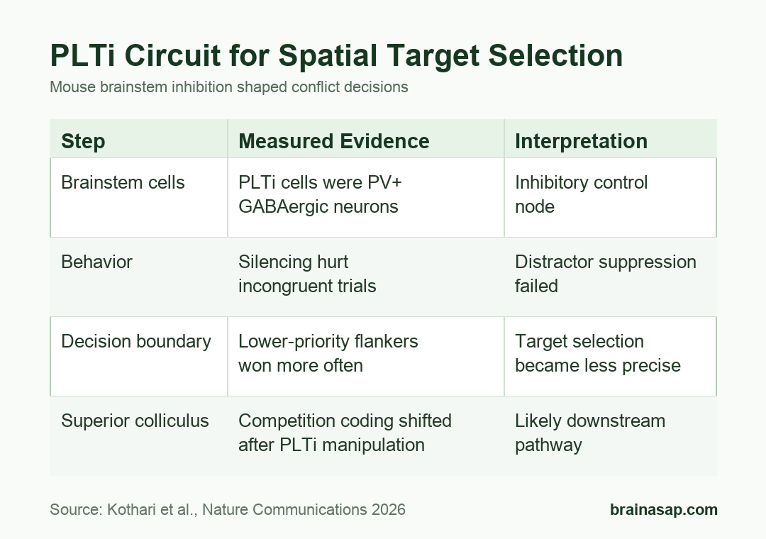 PLTi attention-control pathway from brainstem inhibition to superior-colliculus competition and mouse target choice.