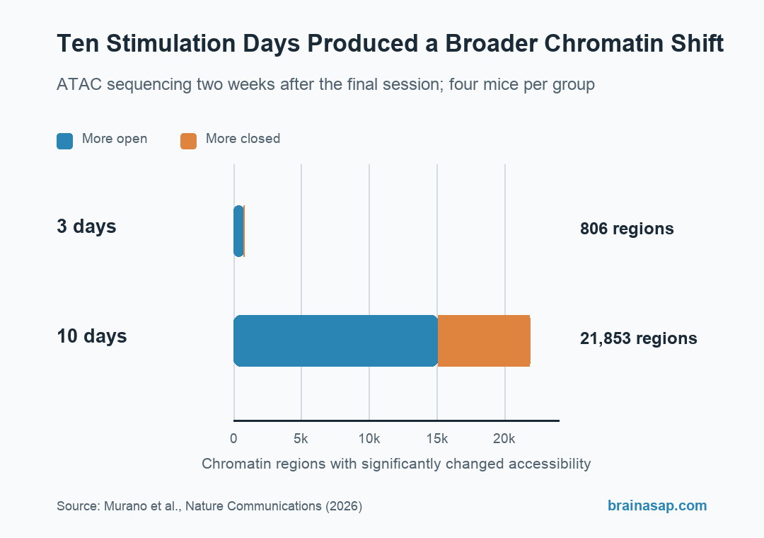 Stacked horizontal bars showing 806 chromatin regions altered two weeks after three days of stimulation and 21,853 regions altered after 10 days, divided into regions that became more open and more closed.