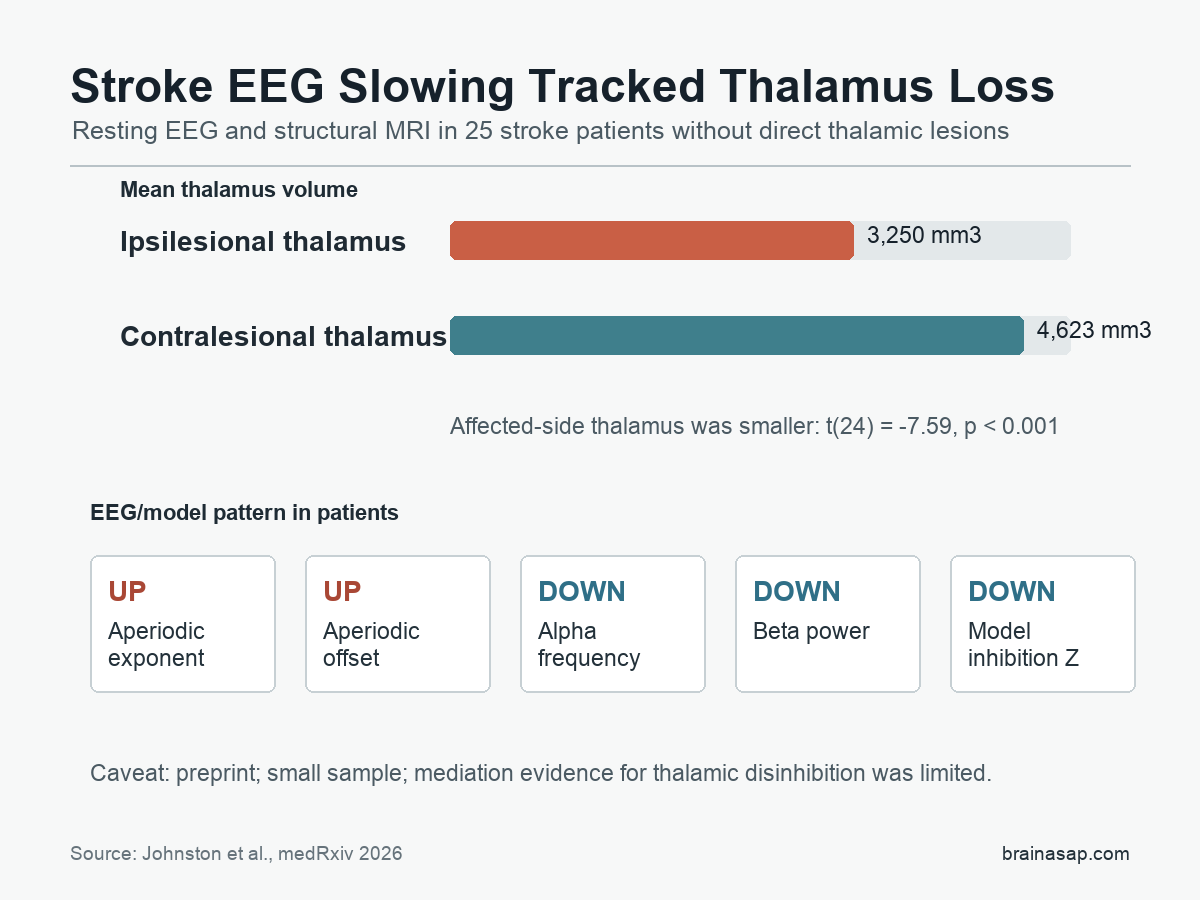 Plain visual showing ipsilesional thalamus volume below contralesional thalamus volume and EEG slowing features after stroke