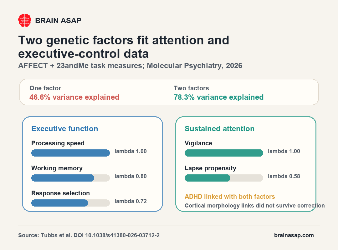 BrainASAP chart showing two latent genetic factors for executive function and sustained attention in the AFFECT study