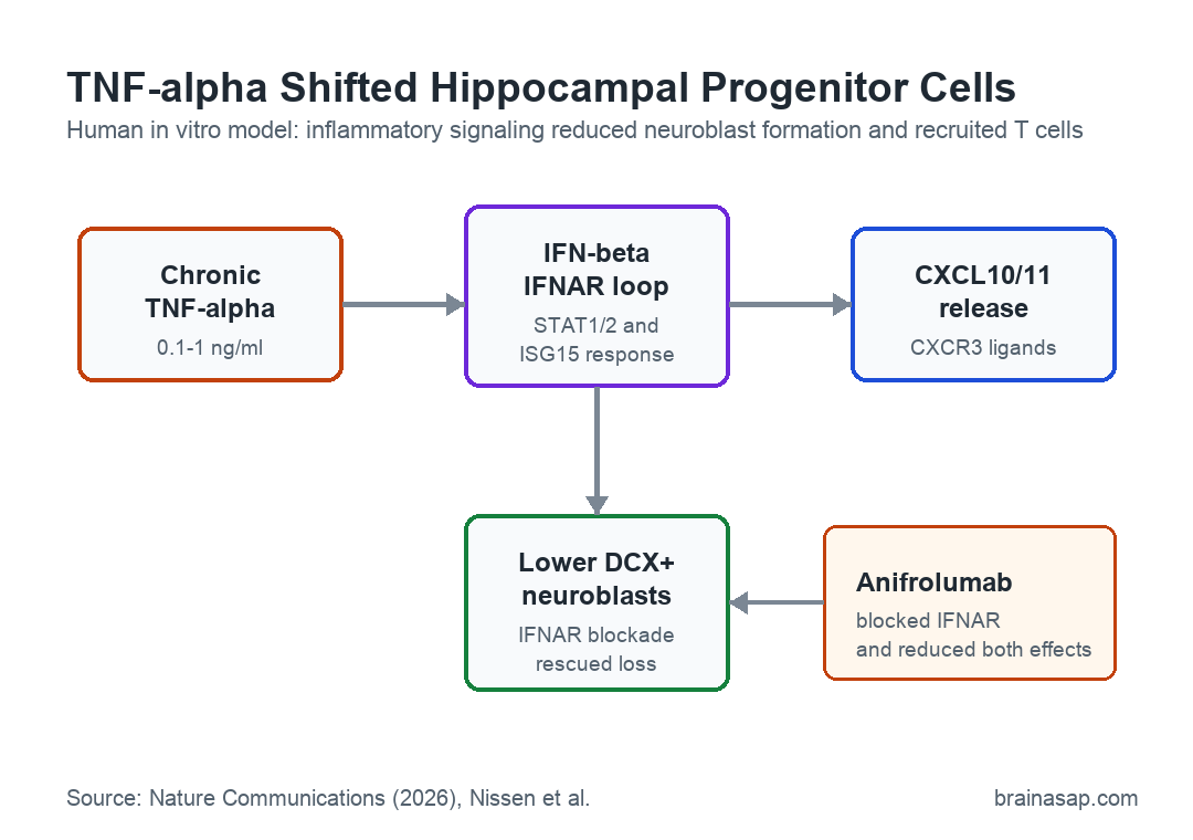 Pathway diagram showing TNF-alpha activating an IFN-beta and IFNAR loop, increasing CXCL10 and CXCL11 release, attracting T cells, and reducing DCX-positive neuroblasts.