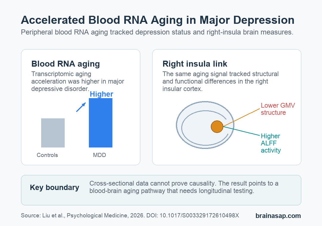 Summary graphic showing higher transcriptomic aging in depression and right insula structural and functional links