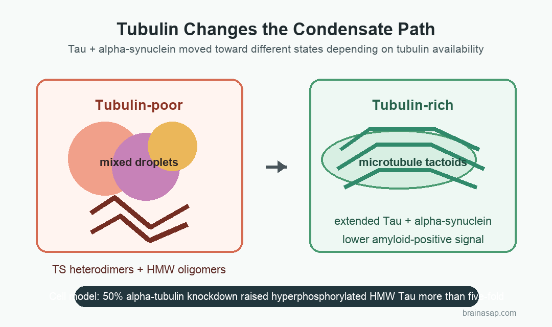 Mechanism pathway showing tubulin-poor Tau and alpha-synuclein condensates forming toxic oligomers while tubulin-rich condensates support microtubules.
