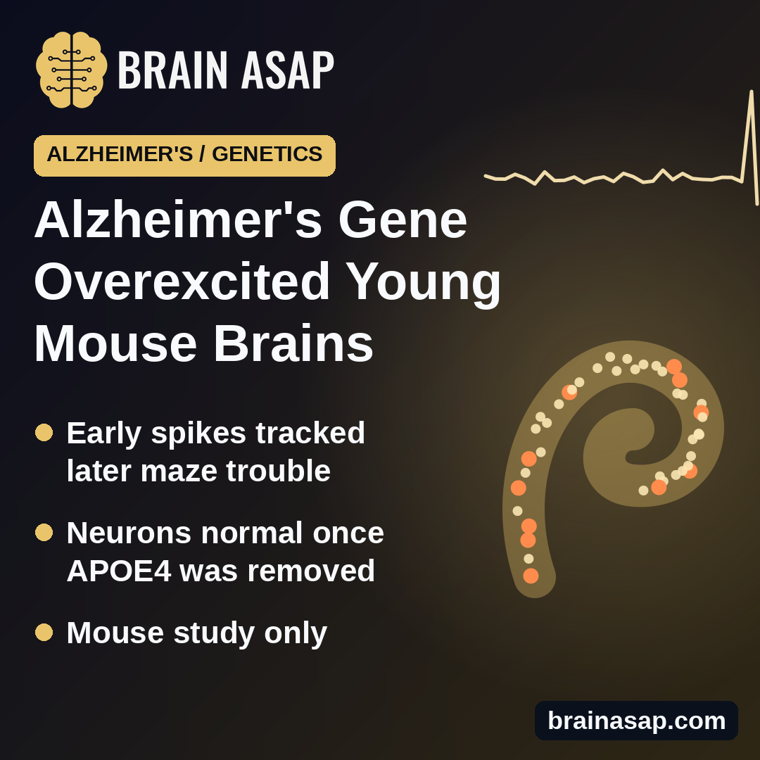 Alzheimer's Risk Gene APOE4 Overexcited Young Mouse Memory Circuits Before Memory Declined