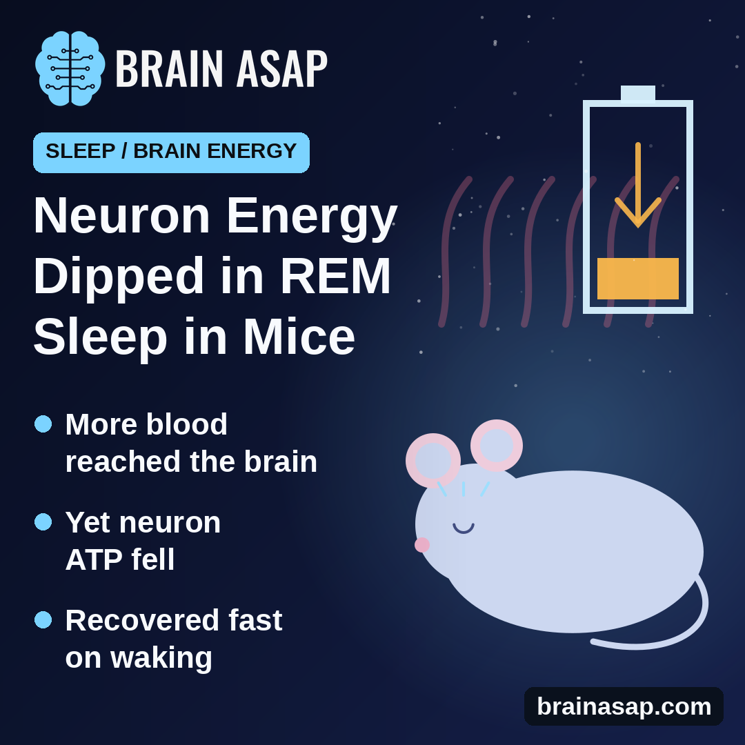 Neurons Ran Low on Energy During REM Sleep in Mice, Despite More Blood