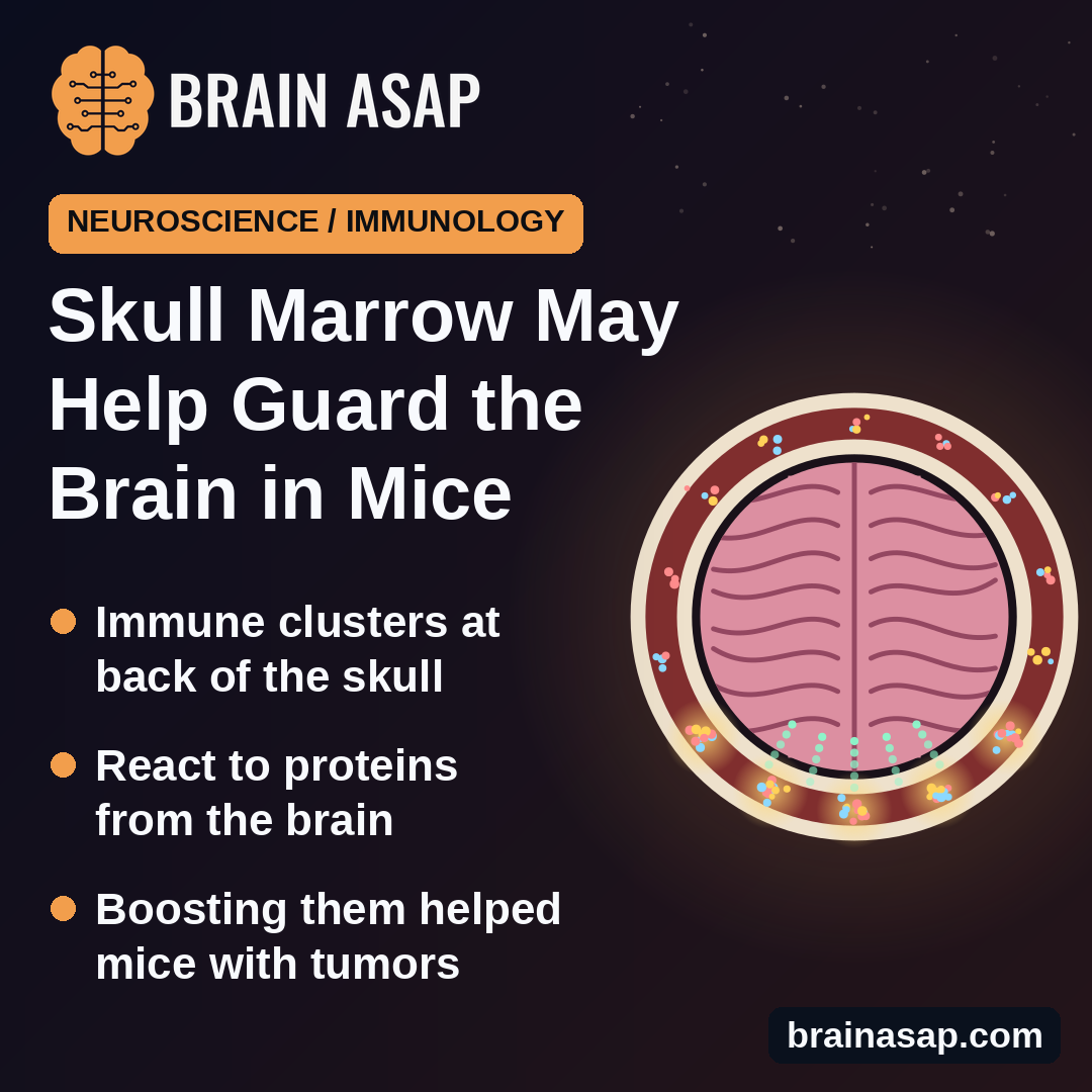 Skull Bone Marrow May Help Protect the Brain, Mouse Study Finds