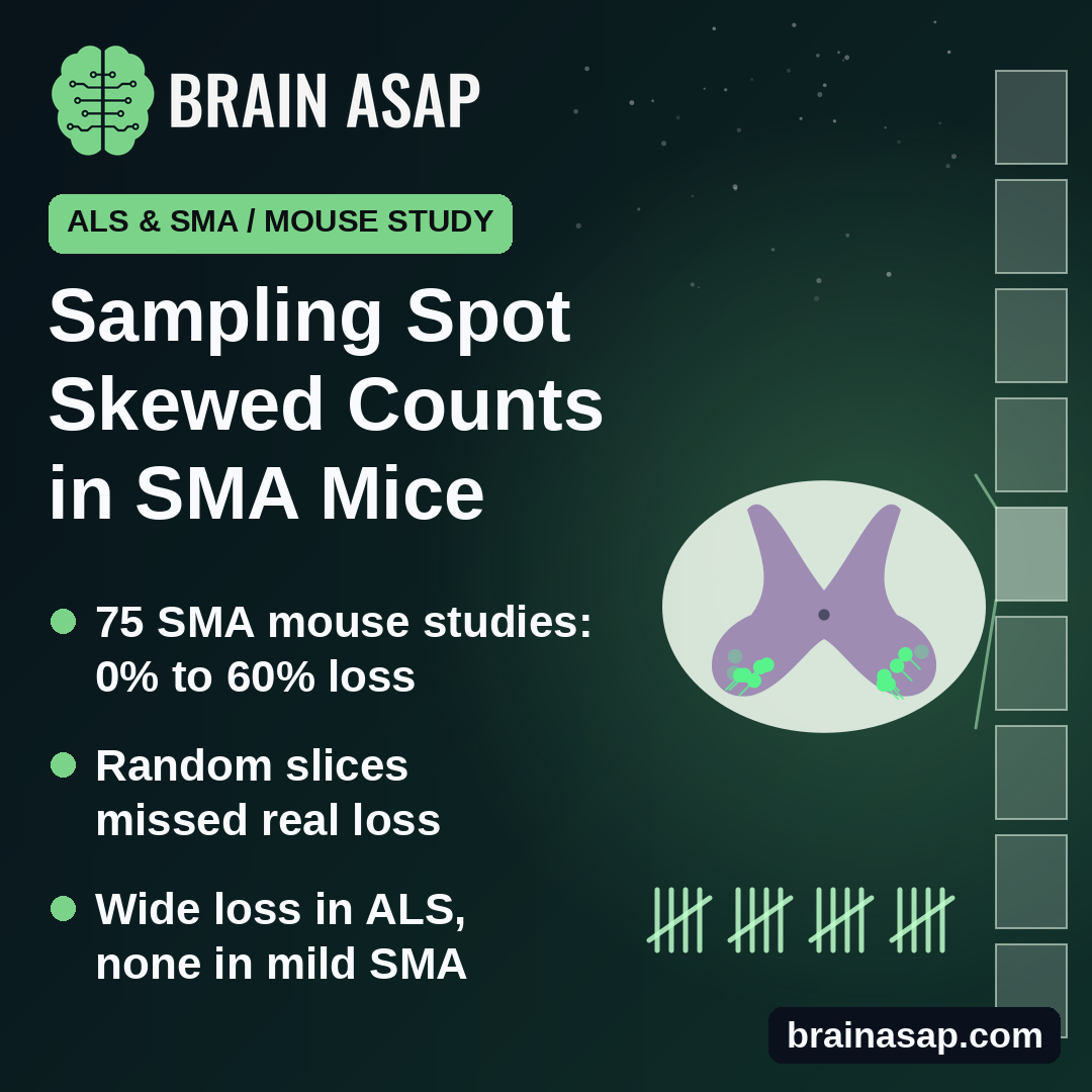 Where Researchers Sample the Spinal Cord Changes Motor Neuron Loss Counts in SMA Mice
