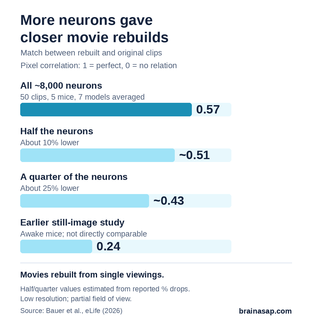 Bar chart of how closely rebuilt movies matched the originals (pixel correlation): all about 8,000 neurons 0.57; half the neurons about 0.51; a quarter of the neurons about 0.43; earlier still-image study in awake mice 0.24.