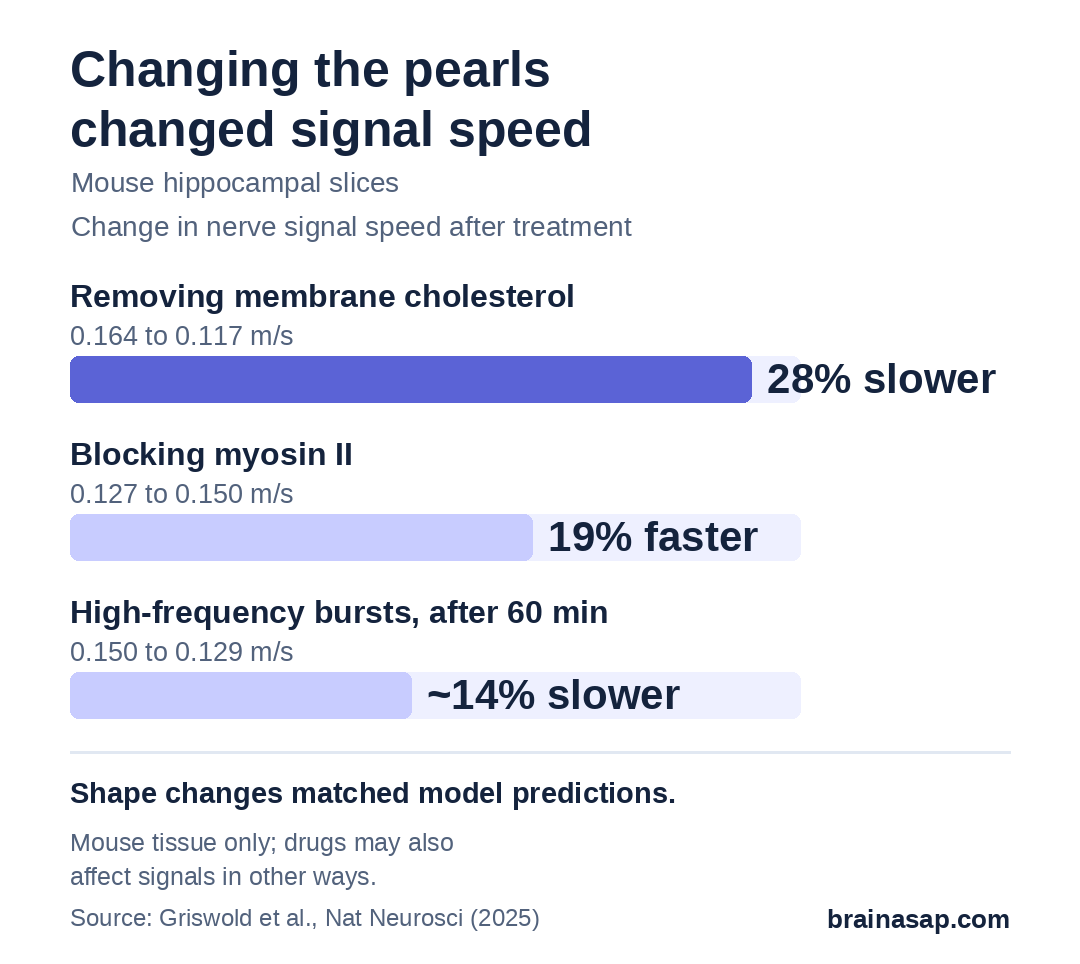 Bar chart of change in nerve signal speed in mouse brain slices after changing axon pearl shape: removing cholesterol 28% slower, blocking myosin II 19% faster, 60 minutes after bursts of high-frequency stimulation about 14% slower.