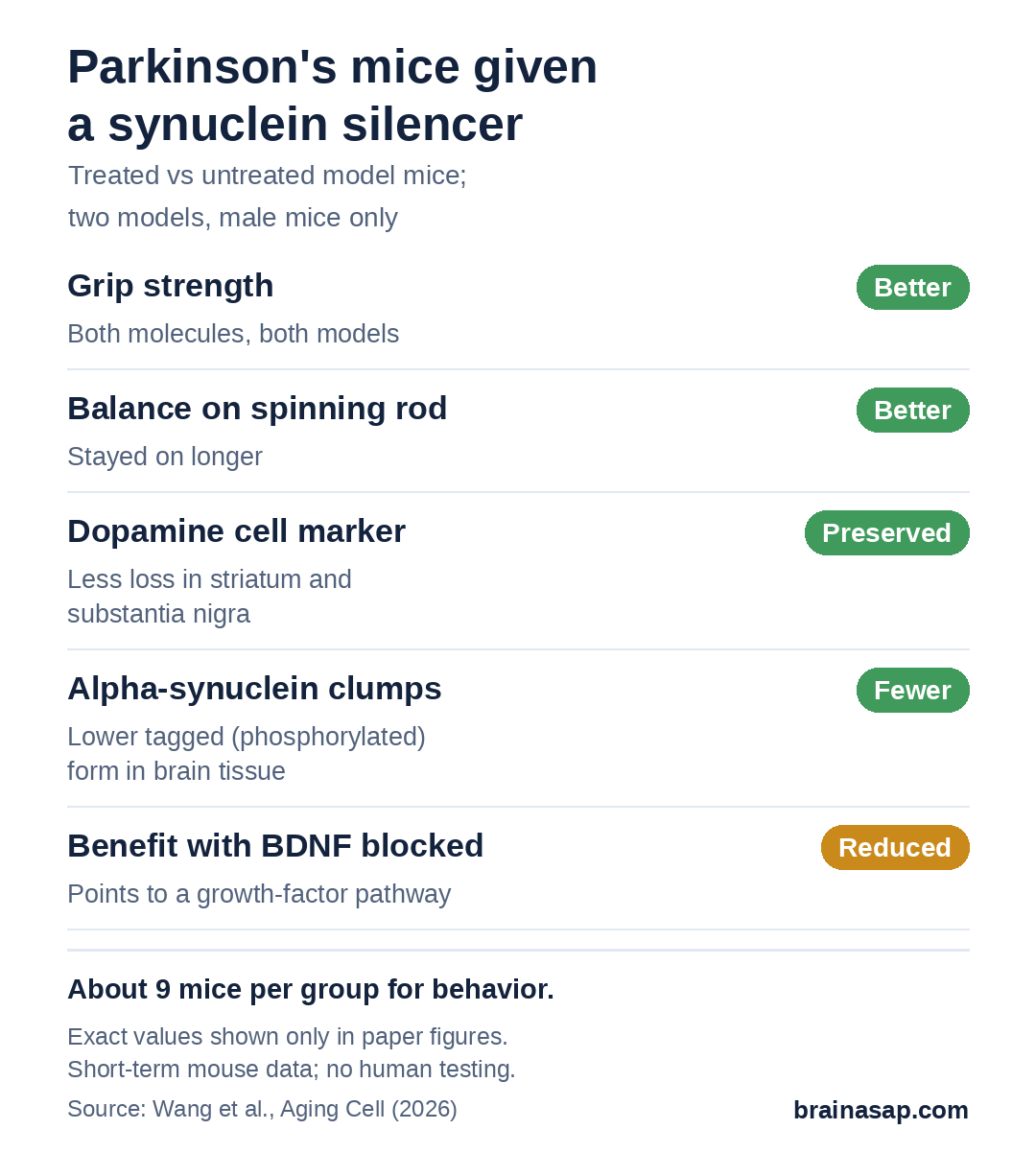 Summary chart of results in Parkinson's-model mice treated with alpha-synuclein silencing molecules compared with untreated model mice: grip strength better, balance on a spinning rod better, dopamine neuron marker preserved, alpha-synuclein clumps fewer.