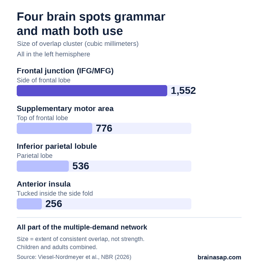 Bar chart of the four brain regions activated by both grammar and arithmetic, by cluster size: junction of the inferior and middle frontal gyri 1,552 cubic millimeters, supplementary motor area 776, inferior parietal lobule 536, anterior insula 256.
