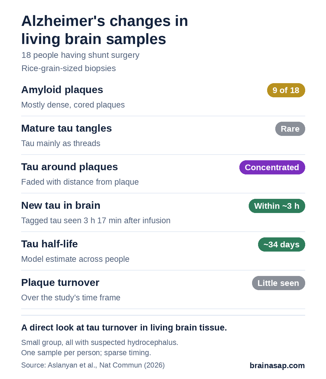Summary of findings from living brain biopsies in 18 people: amyloid plaques in 9 of 18; mature tau tangles rare; tau concentrated around plaques; new tau detected within about 3 hours; tau half-life about 34 days; little turnover seen in plaques.